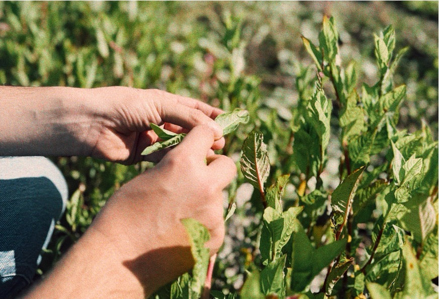 FIN DE LA TEMPORADA DE CAMPO 2025